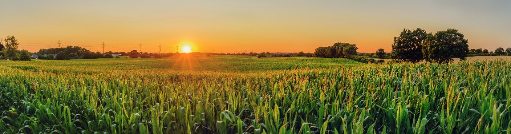 Maize field at sunrise in Malawi
